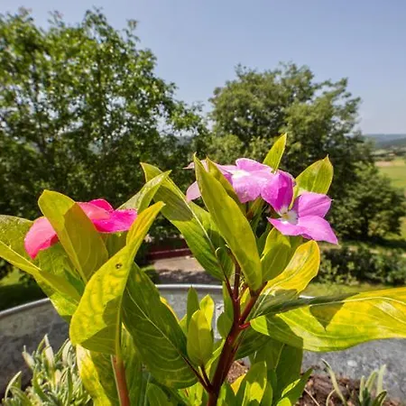 فيلة Boljuncica *